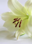 White Lilly